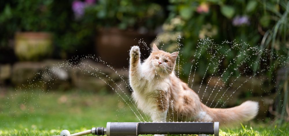 chat de la canicule