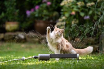 chat de la canicule