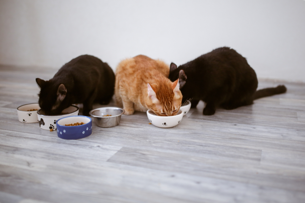 Top 10 meilleures nourritures pour chat au Québec
