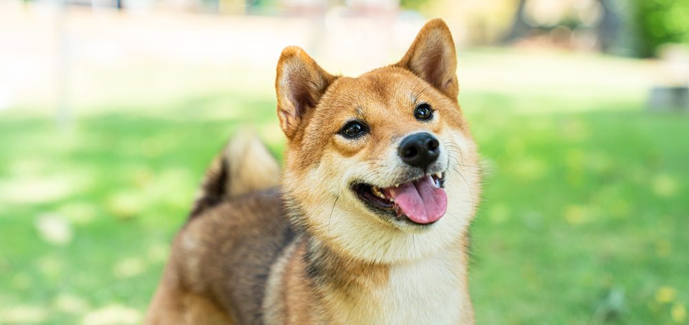 Shiba Inu