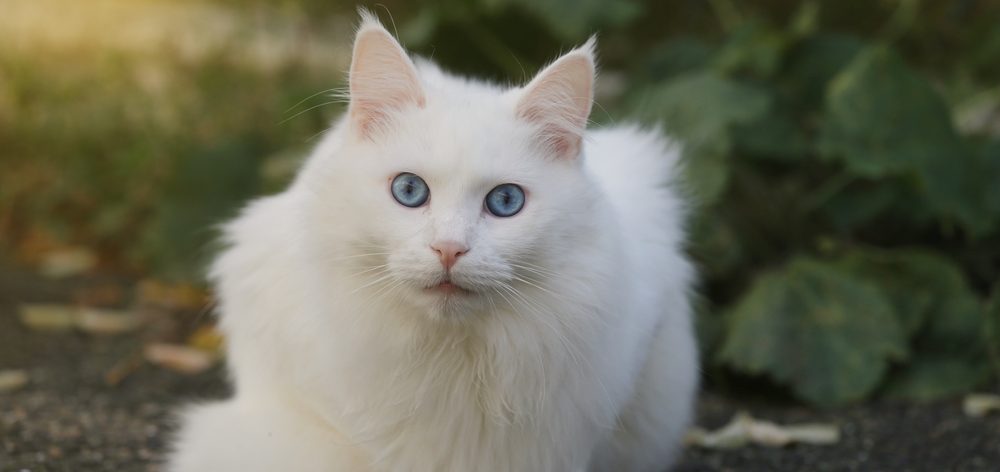 Angora Turc