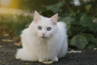 Angora Turc