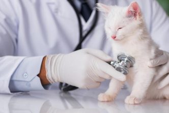 assurance santé pour santé chat