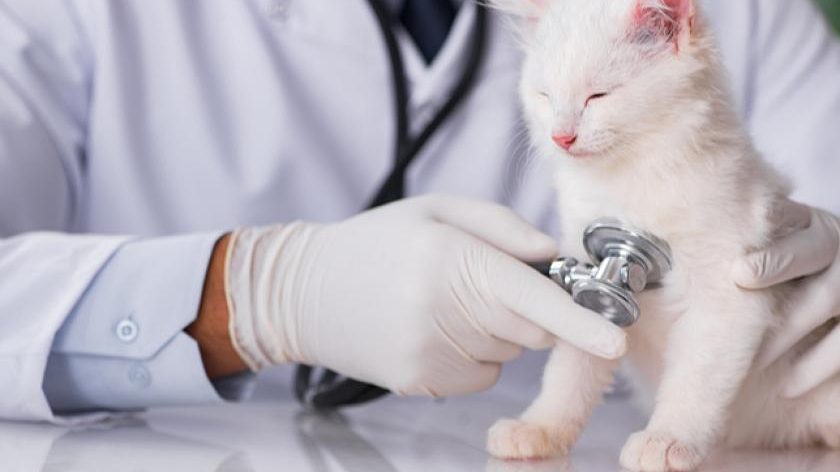 assurance santé pour santé chat