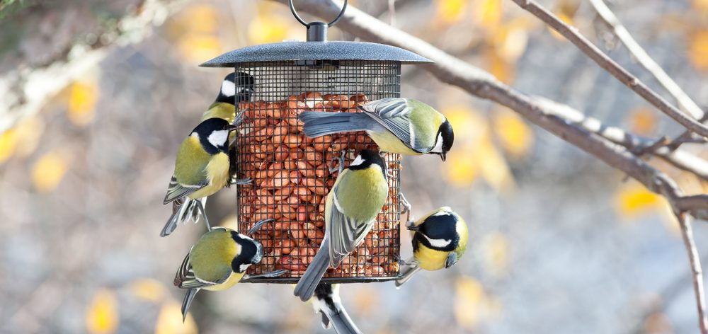 mangeoire à oiseaux