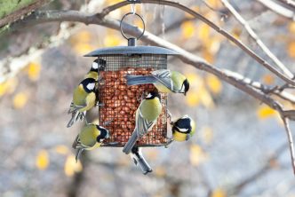 mangeoire à oiseaux